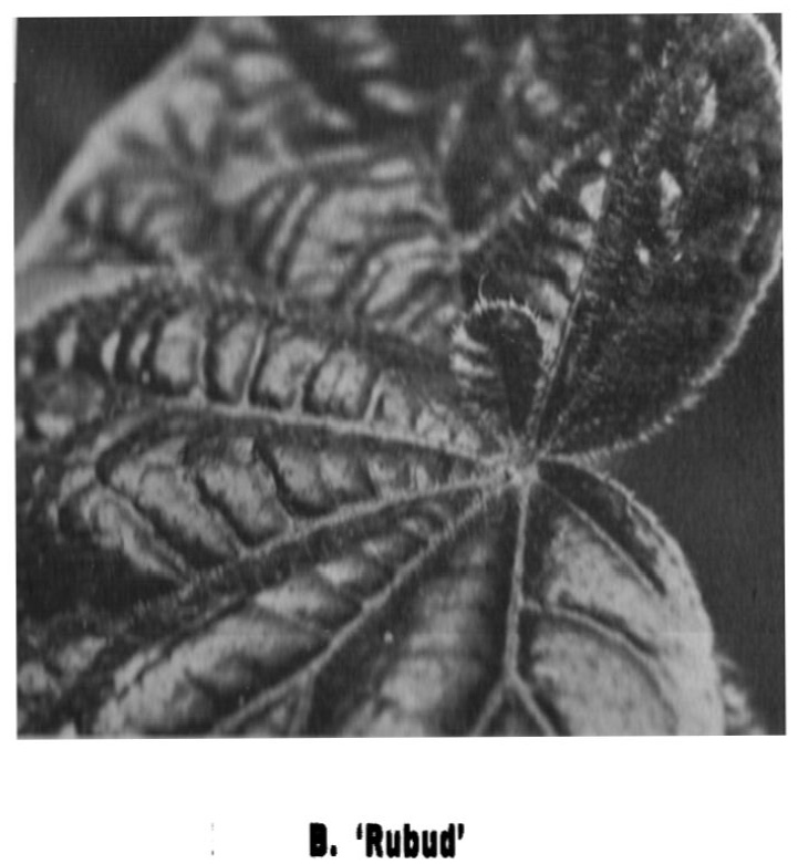 B. ‘Rubud’